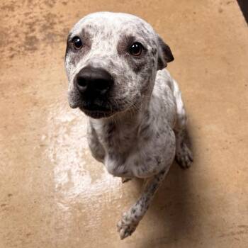 Terrier Dogs Available for Adoption in Dallas, Texas - Navy Baloo | PetCurious