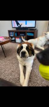 Ella -  Saint Bernard Dog for Adoption in Magnolia, Texas - Ella | PetCurious
