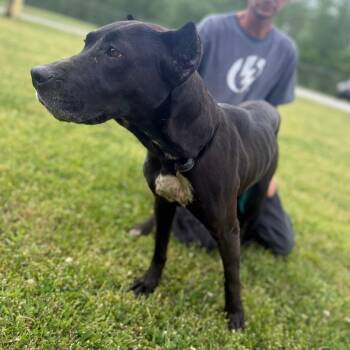 Mixed Breed Dogs Available for Adoption in Corinth, Mississippi - Kora | PetCurious