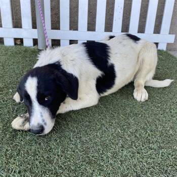 A613185 -  Great Pyrenees and Border Collie Dog for Adoption in Modesto, California - A613185 | PetCurious