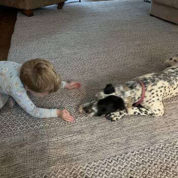 Dalmatian Dogs Available for Adoption in Roanoke, Virginia - Luna | PetCurious