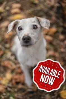 Rescue Parson Russell Terrier and Mixed Breed Dogs for Adoption in Lowell, Massachusetts - Lorretta | PetCurious