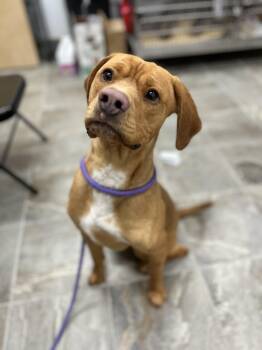 Vizsla Dogs Available for Adoption in Howes Cave, New York - Max  | PetCurious
