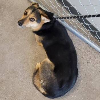 Ria -  Mixed Breed Dog for Adoption in Las Cruces, New Mexico - Ria | PetCurious