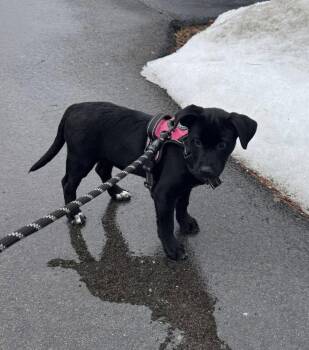 Black Labrador Retriever Dogs Available for Adoption - Stryker | PetCurious