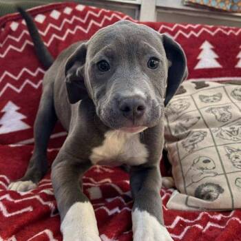 Mixed Breed Dogs Available for Adoption - Sylvester | PetCurious