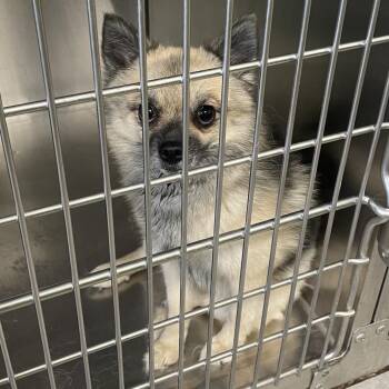SPWA-Stray-149304 -  Klee Kai and Pomeranian Dog for Adoption in Spokane, Washington - SPWA-Stray-149304 | PetCurious