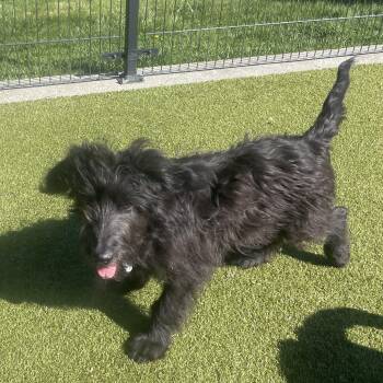 Schnauzer and Poodle Dogs Available for Adoption in Friday Harbor, Washington - Gretel | PetCurious