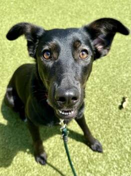 Cookie Baker -  Mixed Breed Dog for Adoption in Wichita, Kansas - Cookie Baker | PetCurious
