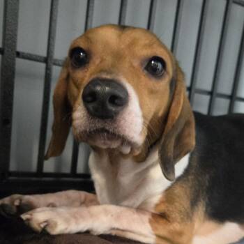 Stan Lee -  Beagle and Mixed Breed Dog for Adoption in Normal, Illinois - Stan Lee | PetCurious