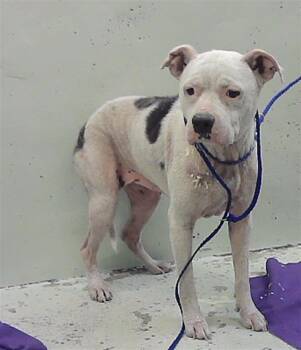 SNOW -  Staffordshire Bull Terrier and Mixed Breed Dog for Adoption in Houston, Texas - SNOW | PetCurious