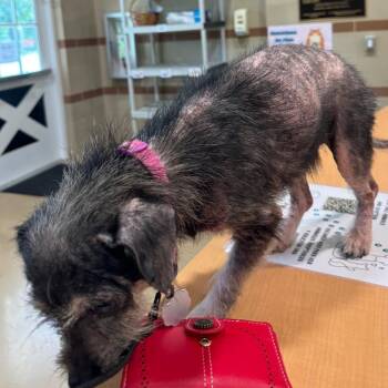Chiva -  Mixed Breed Dog for Adoption in Winston-salem, North Carolina - Chiva | PetCurious