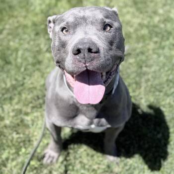 Rob -  Mixed Breed Dog for Adoption in Medford, Oregon - Rob | PetCurious