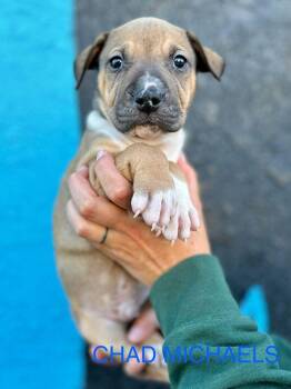 Mixed Breed Dogs Available for Adoption - Chad (FKA Honey Davenport Pup: Chad Michaels) | PetCurious