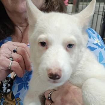 Siberian Husky Dogs Available for Adoption - Conan | PetCurious