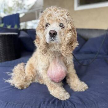 Cocker Spaniel Dogs Available for Adoption in Ramona, California - Sora | PetCurious