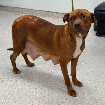 Pit Bull Terrier Dogs Available for Adoption - Brownie | PetCurious