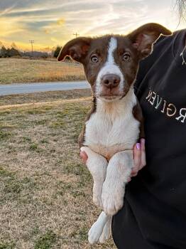 Mixed Breed and Miniature Pinscher Dogs Available for Adoption - Hershey | PetCurious