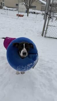 Terrier Dogs Available for Adoption - Bertha | PetCurious