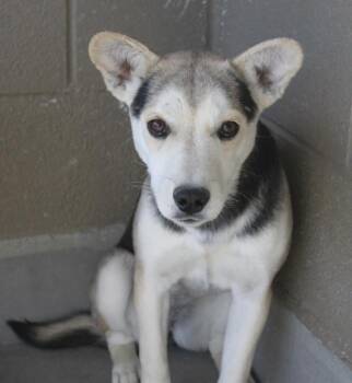 Rescue Terrier Dogs for Adoption in Yucca Valley, California - Domina | PetCurious