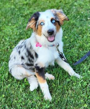 Australian Shepherd Dogs Available for Adoption in Lisbon, Iowa - Hazel | PetCurious