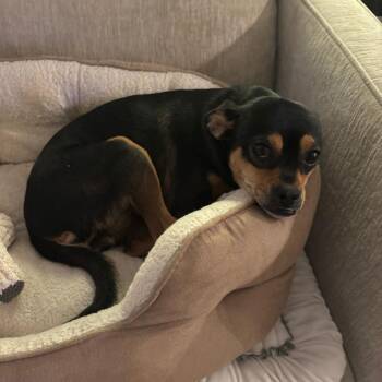 Terrier Dogs Available for Adoption - Paradise | PetCurious