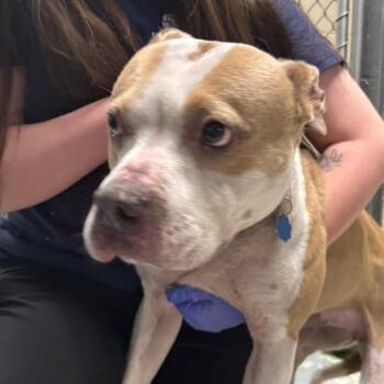 Mixed Breed Dogs Available for Adoption in Charleston, West Virginia - Daisy Claire | PetCurious