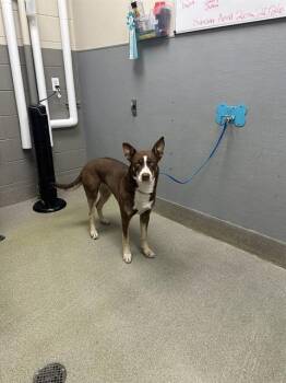 Siberian Husky and Mixed Breed Dogs Available for Adoption in Las Vegas, Nevada - TWINKLE STAR | PetCurious