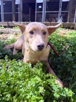 Spitz and Cattle Dog Dogs Available for Adoption - Thomas | PetCurious