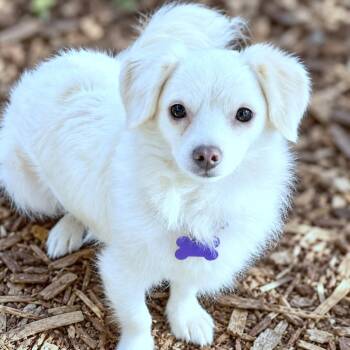 Ricotta -  Chihuahua Dog for Adoption in Boerne, Texas - Ricotta | PetCurious