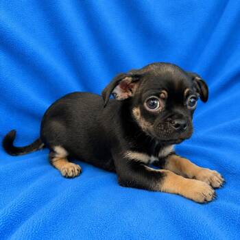 Jeffy -  Pug and Chihuahua Dog for Adoption in Tucson, Arizona - Jeffy | PetCurious