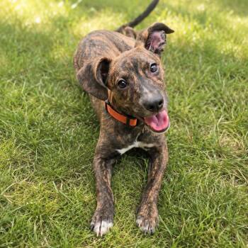 Sweet Pea -  Mixed Breed Dog for Adoption in Houston, Texas - Sweet Pea | PetCurious