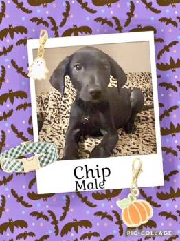 Rescue Labrador Retriever Dogs for Adoption in Manchester, Connecticut - Chip | PetCurious