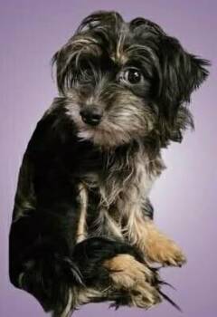 Yorkshire Terrier Dogs Available for Adoption - Percy | PetCurious