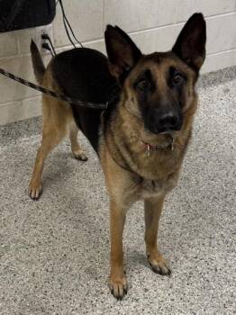 Aphrodite -  German Shepherd Dog and Mixed Breed Dog for Adoption in Kansas City, Missouri - Aphrodite | PetCurious