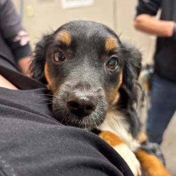 Mixed Breed Dogs Available for Adoption - Valentina | PetCurious