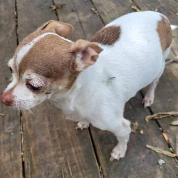 Chihuahua Dogs Available for Adoption - Thelma | PetCurious