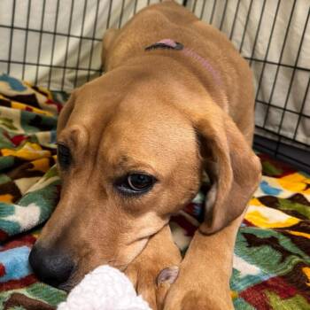 Mixed Breed Dogs Available for Adoption in Edwardsville, Illinois - Blossom | PetCurious