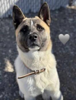 Rescue Akita Dogs for Adoption in Chicago, Illinois - Mr Jack Sparrow | PetCurious