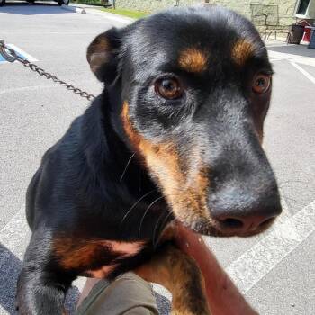 Mixed Breed Dogs Available for Adoption in New York, New York - Cleopatra 2 | PetCurious