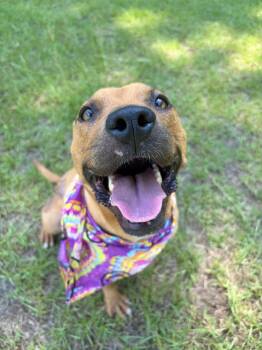 Chemi -  Mixed Breed Dog for Adoption in Winnsboro, South Carolina - Chemi | PetCurious
