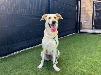Rescue German Shepherd Dog and Labrador Retriever Dogs for Adoption in Tustin, California - AURORA | PetCurious