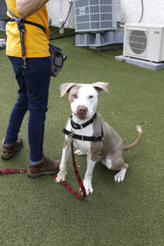 Rescue Mixed Breed Dogs for Adoption in West Chester, Pennsylvania - Cash FKA Huck | PetCurious