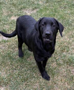 Sabrina -  Labrador Retriever Dog for Adoption in Cheektowaga, New York - Sabrina | PetCurious