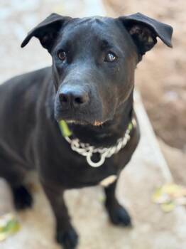 Rescue Labrador Retriever Dogs for Adoption in Tecumseh, Oklahoma - Daisy | PetCurious