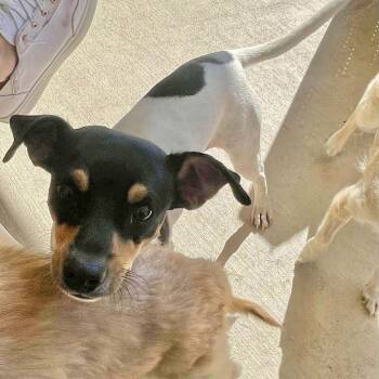 Rescue Chihuahua and Toy Fox Terrier Dogs for Adoption in Warren, Rhode Island - Benita | PetCurious