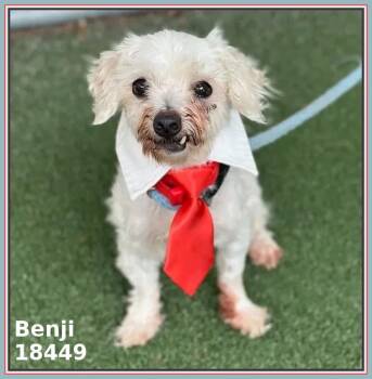 Maltese and Maltipoo Dogs Available for Adoption in Marietta, Georgia - BENJI | PetCurious