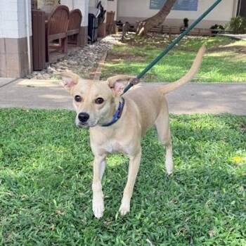 Kuma -  Mixed Breed Dog for Adoption in Honolulu, Hawaii - Kuma | PetCurious