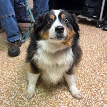 Australian Shepherd Dogs Available for Adoption in Chehalis, Washington - Shadow | PetCurious