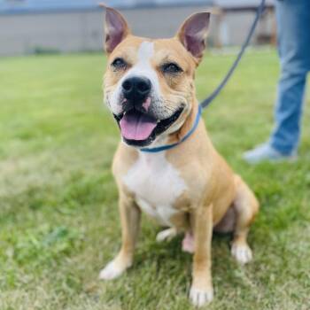 Polo -  Pit Bull Terrier Dog for Adoption in Champaign, Illinois - Polo | PetCurious